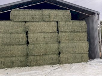120 mt Lucerne 8x4x3 Bales Shedded