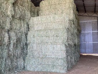 80 mt Lucerne and Lucerne and Clover