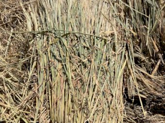 330mt Barley Hay 660kg 8x4x3 Bales