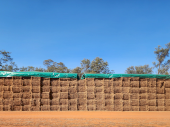 1500mt Vetch Hay 630kg 8x4x3 Bales