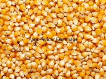 500 mt Feed Corn/Maize