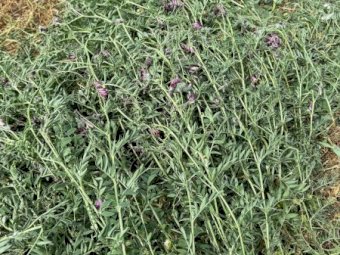 2023 Season A1 Vetch Hay