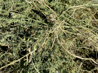 2023 Season A1 Vetch Hay