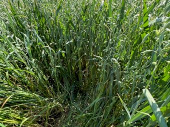 2024 Season Oaten Hay