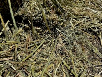 2024 Season Oaten Hay