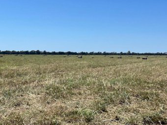 50 mt Pasture Hay