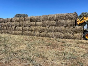 50 mt Pasture Hay