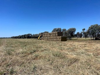 50 mt Pasture Hay