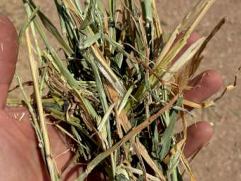 250mt Barley Hay 8x4x3 Bales