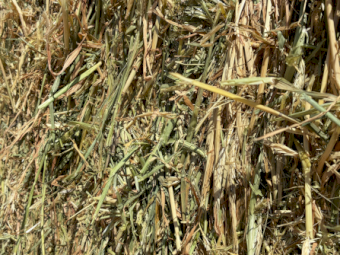 250mt Barley Hay 8x4x3 Bales