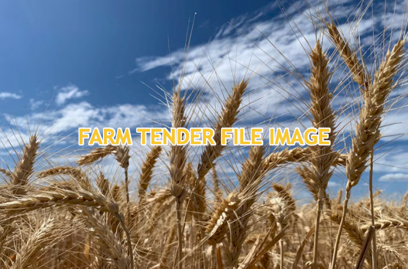 WANTED Borlaug 100 Wheat Seed