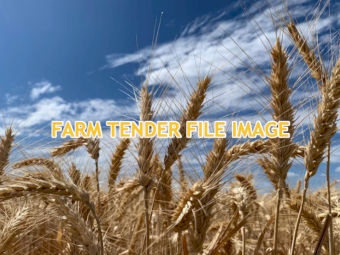 WANTED Borlaug 100 Wheat Seed