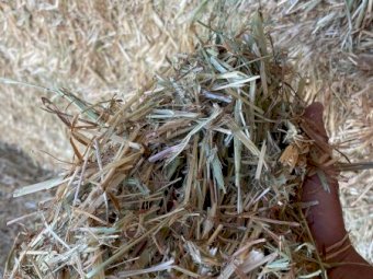 24 Season Oaten Hay