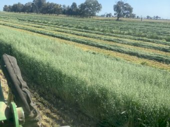 Oaten Hay Baron packs of 21