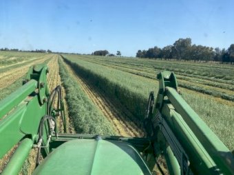 Oaten Hay Baron packs of 21