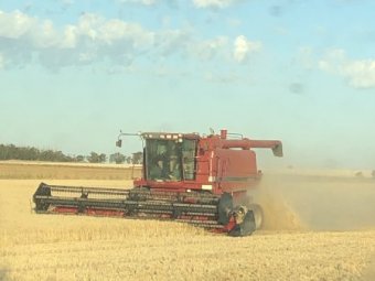1996 Case IH 2166 Header with 25ft Finger Reel