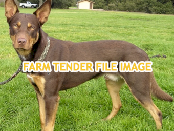 WANTED Trained Working Dog