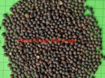 8-10m/t Popany Vetch Seed