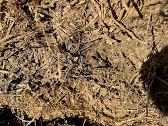 90MT Vetch Hay 8X4X3 Large Square Bales