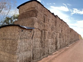 90MT Vetch Hay 8X4X3 Large Square Bales