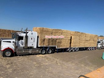 120mt Barley Hay 8x4x3 Bales