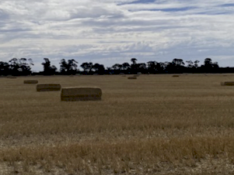 200mt Wheaten Straw 8x4x3 Bales