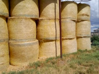24 Season Clover and Rye Grass Round Bales