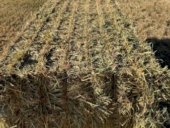 200mt Barley Hay 550kg 8x4x3 Bales