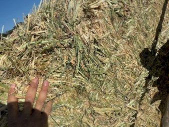 200mt Barley Hay 550kg 8x4x3 Bales