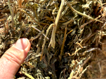 Vetch Hay - B Double Load