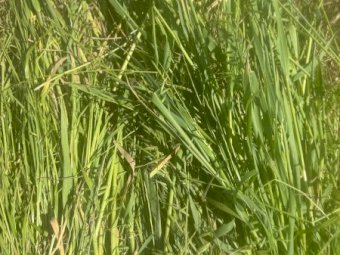 40 mt Oaten Hay  24/25 Season