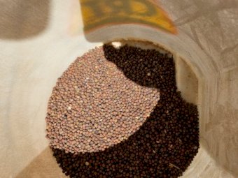 40mt Vetch Seed (Very early maturing)