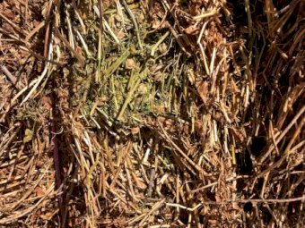 400mt Lentil Hay 625kg 8x4x3 Bales