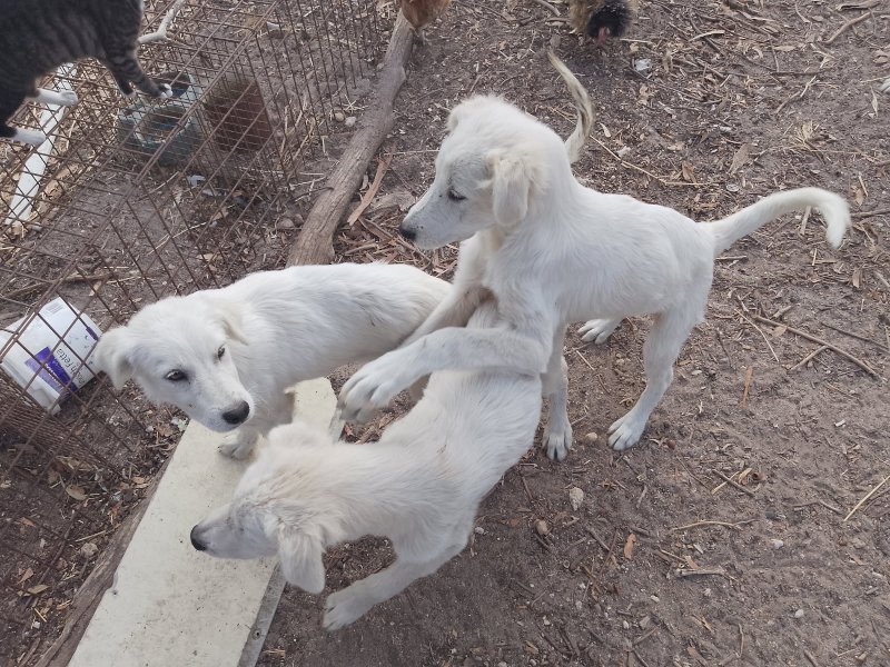 Maremma Pups x 3