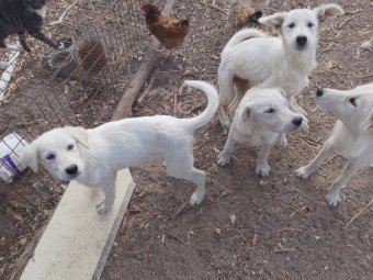 Maremma Pups x 3