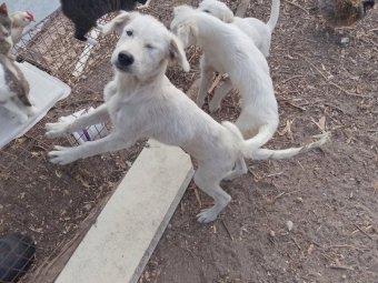 Maremma Pups x 3