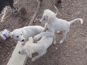 Maremma Pups x 3