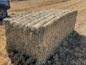 200mt Barley Ryegrass Hay 700kg 8x4x3 Bales