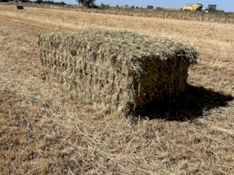 200mt Barley Ryegrass Hay 700kg 8x4x3 Bales