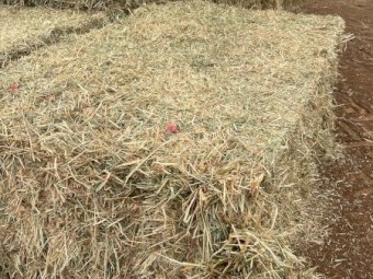 200mt Barley Ryegrass Hay 700kg 8x4x3 Bales
