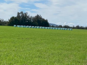 160 Fresh Silage Wrapped Round Bales