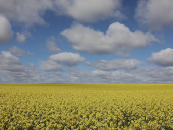 Granulock SS - Ex Geelong