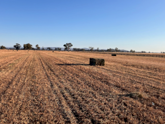 200mt Vetch Hay 620kg 8x4x3 Bales