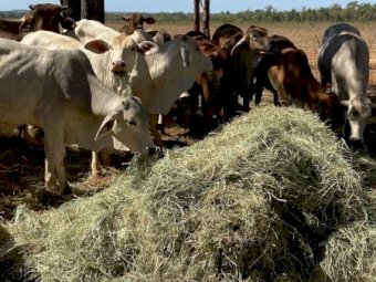 2025 RHODES GRASS HAY - irrigated & fertilised