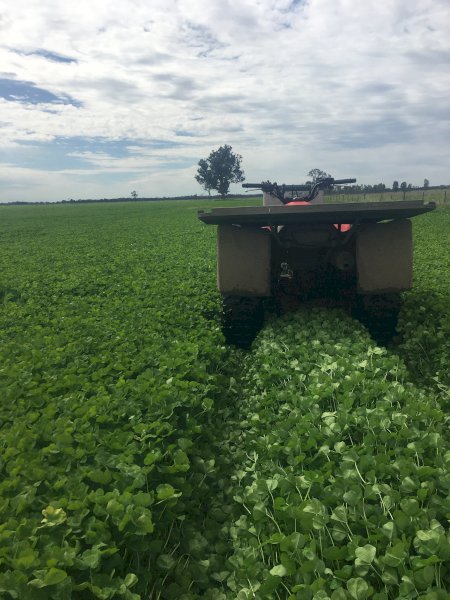 Seaton Park and Dalkeith Sub Clover