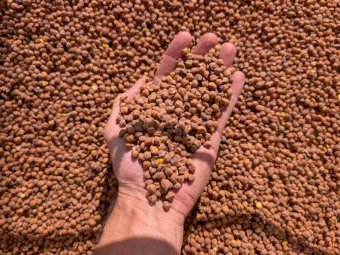 750mt Certified Organic Desi Drummond Chickpeas