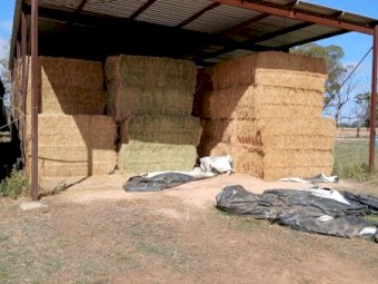 90MT Lucerne Hay 8X4X3 Large Square Bales