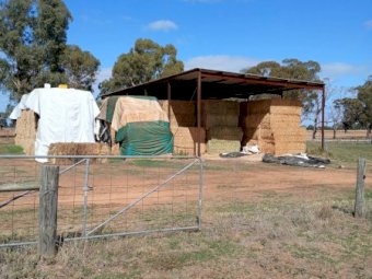 90MT Lucerne Hay 8X4X3 Large Square Bales