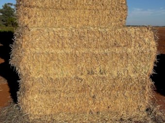 400mt Wheaten Hay 550kg 8x4x3 Bales