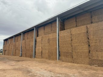 200mt Vetch Hay 650kg 8x4x3 Bales